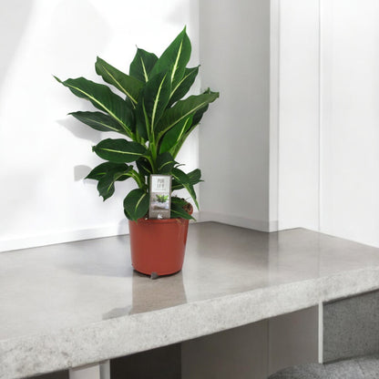 Dieffenbachia 'Green magic'
