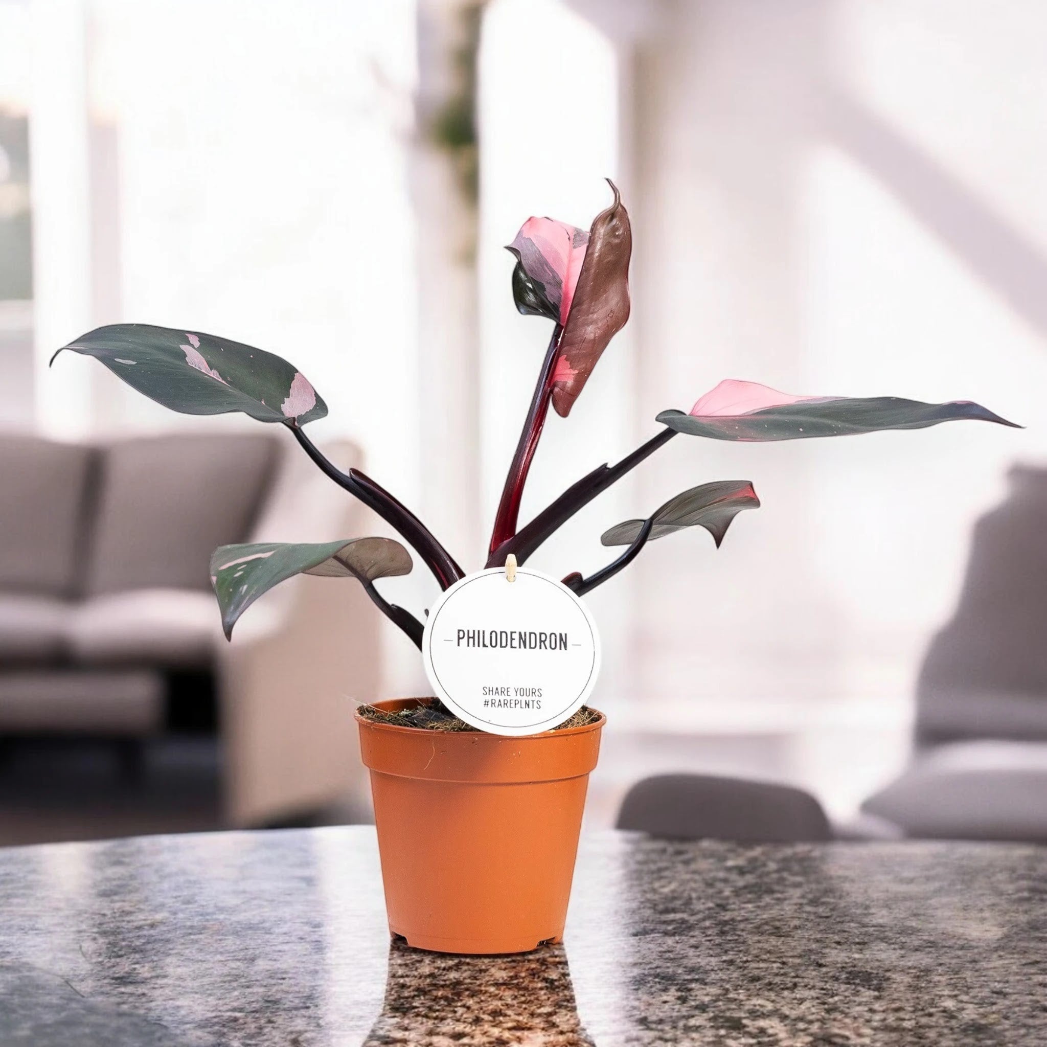 Dettaglio foglie Philodendron Burgundy Prince con sfumature bordeaux e verde scuro