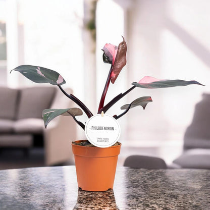 Dettaglio foglie Philodendron Burgundy Prince con sfumature bordeaux e verde scuro