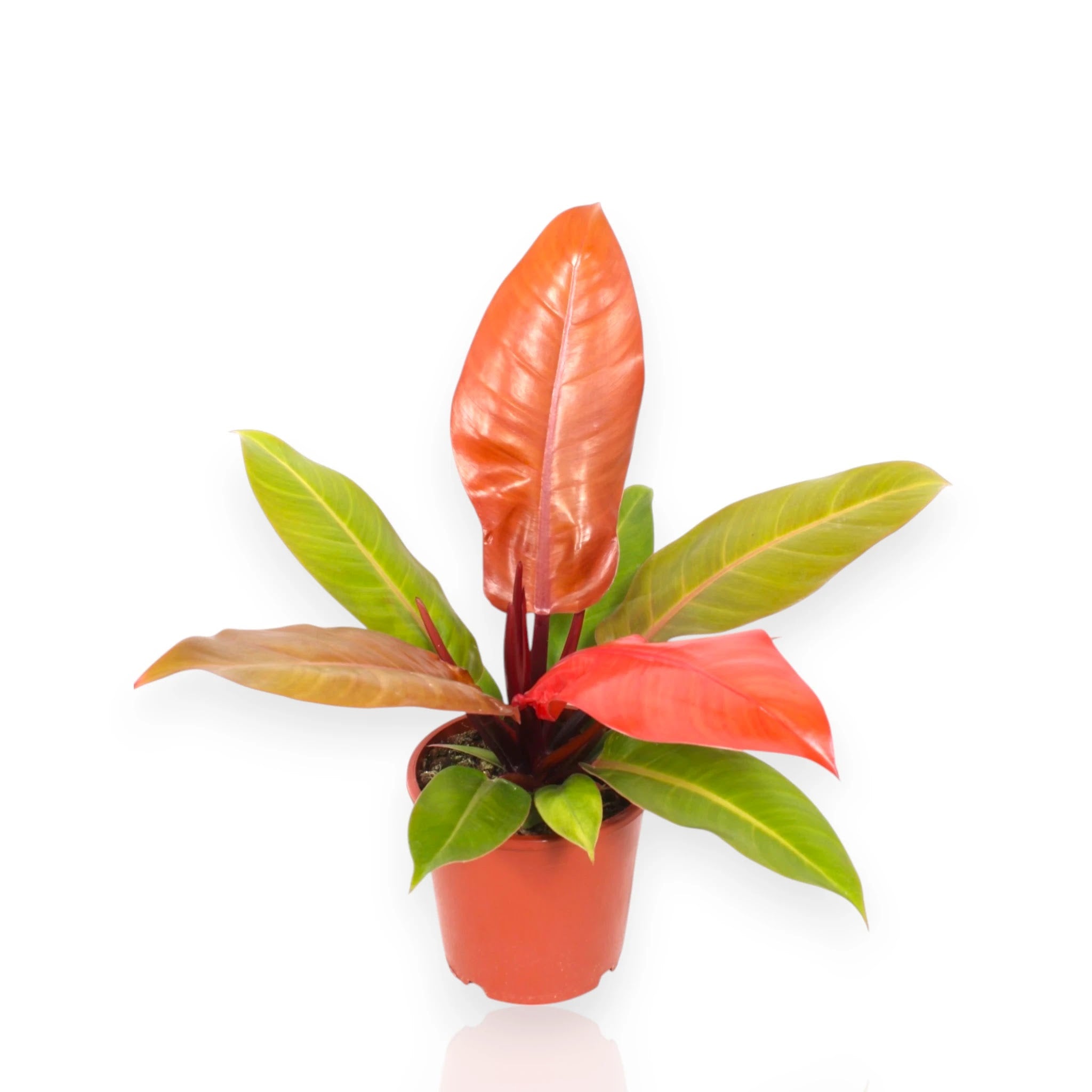 Philodendron 'Prince of orange'