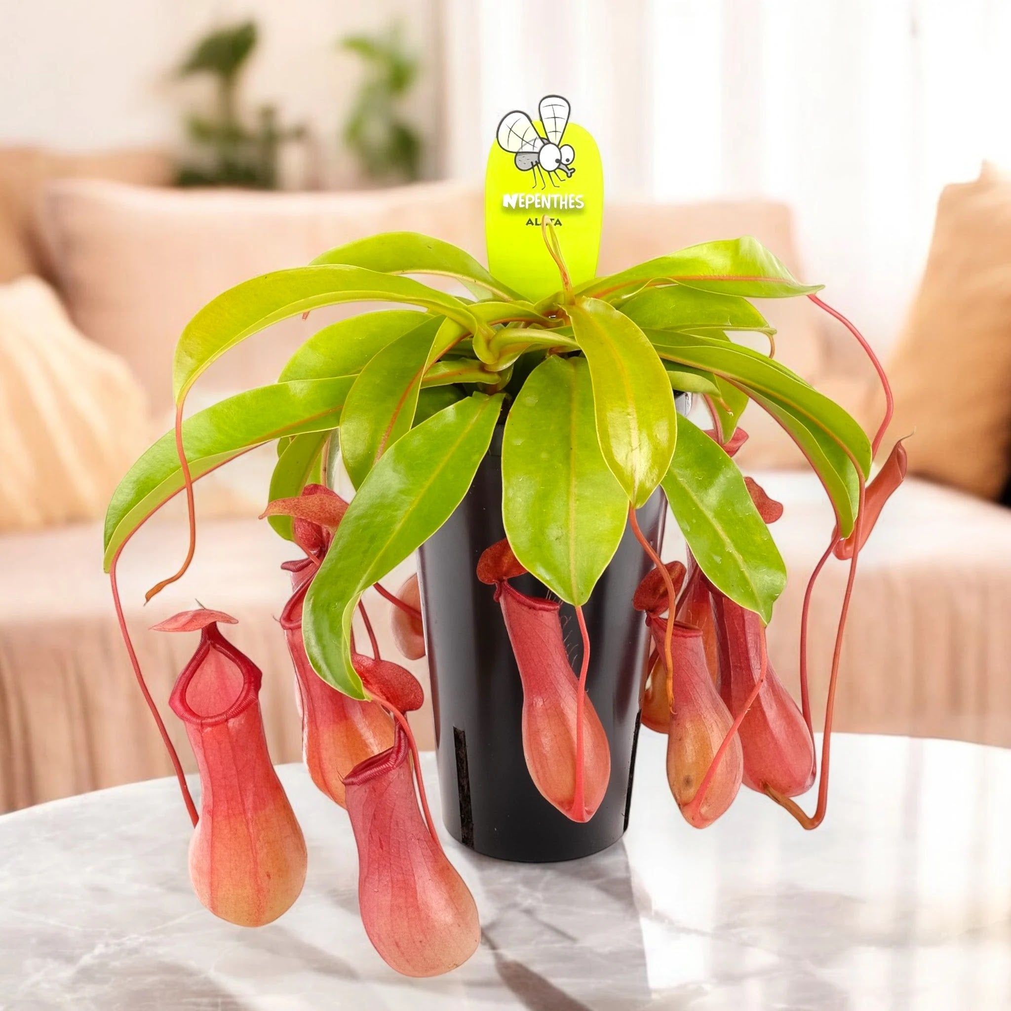 Nepenthes alata