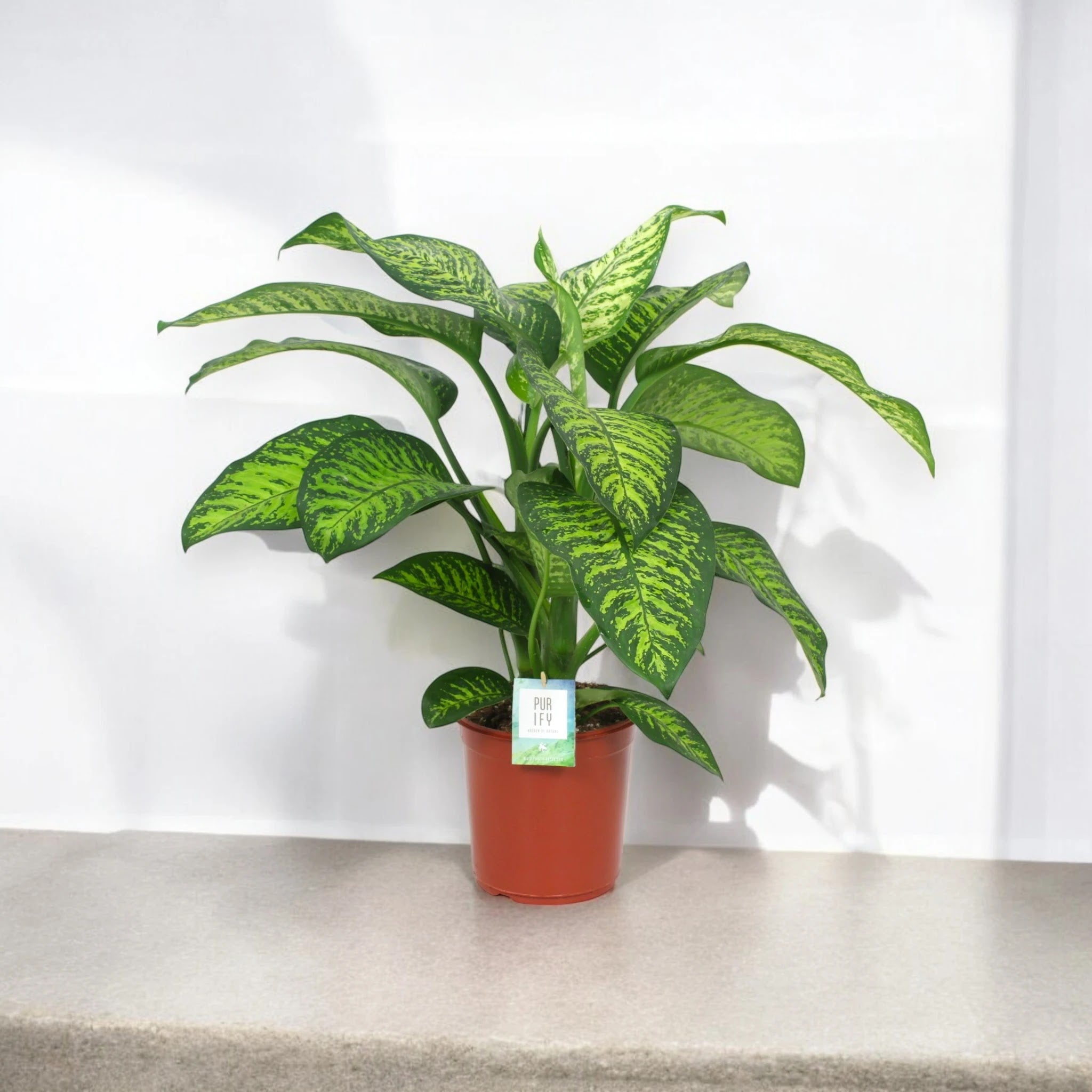 Dieffenbachia seguine 'Tropic jewel'