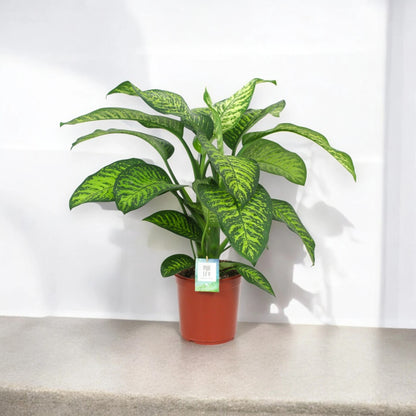 Dieffenbachia seguine 'Tropic jewel'
