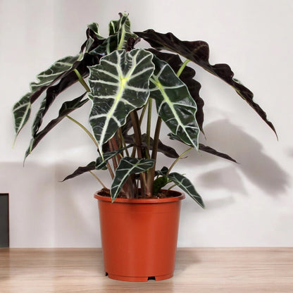 Dettaglio foglia Alocasia Polly con nervature bianche pronunciate su verde lucido