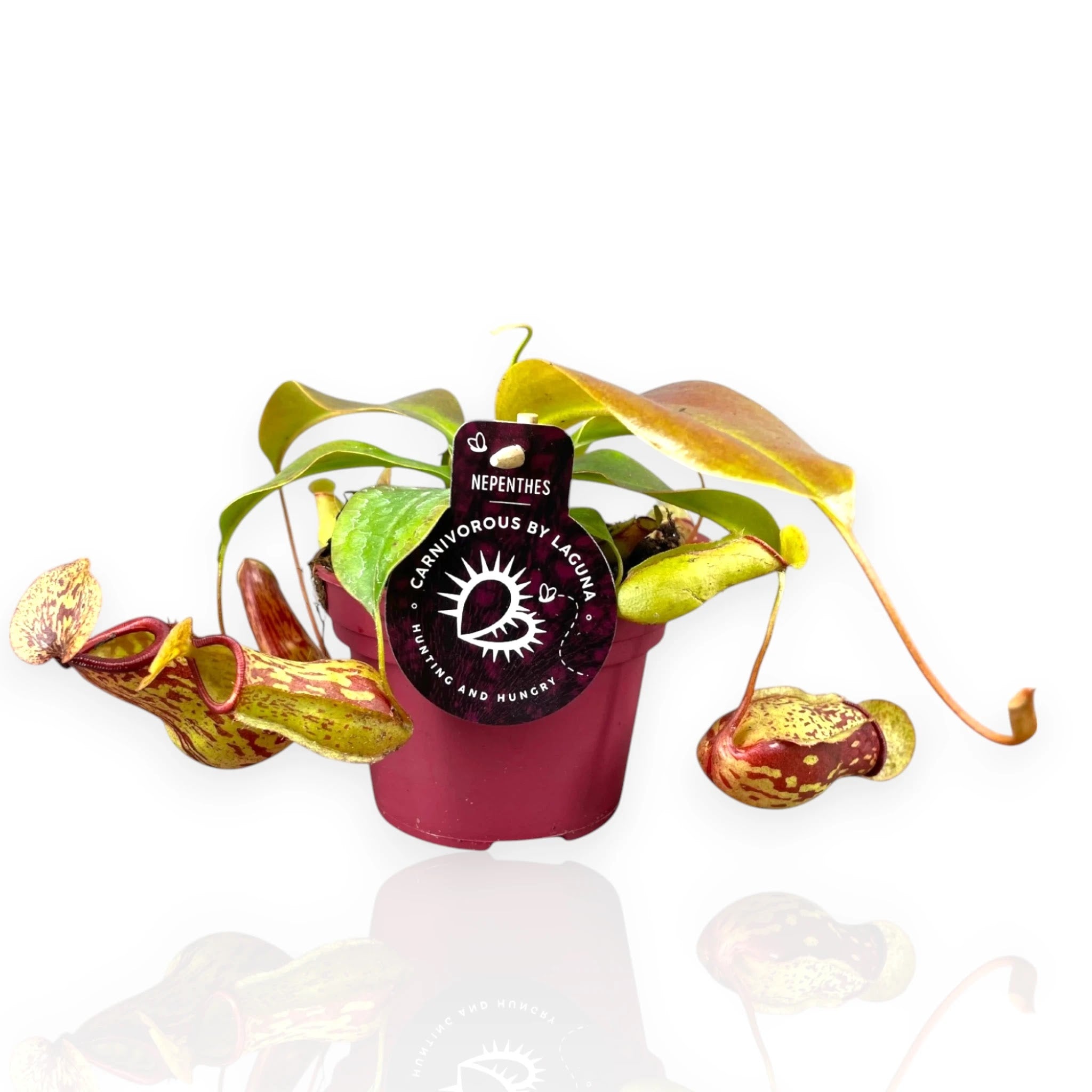 Nepenthes 'Gaya'