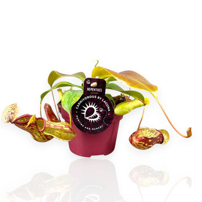Nepenthes 'Gaya'