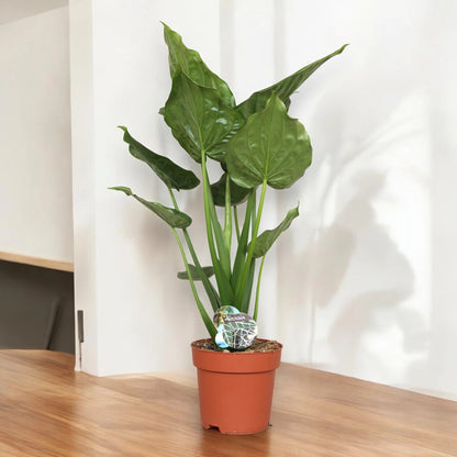 Alocasia cucullata