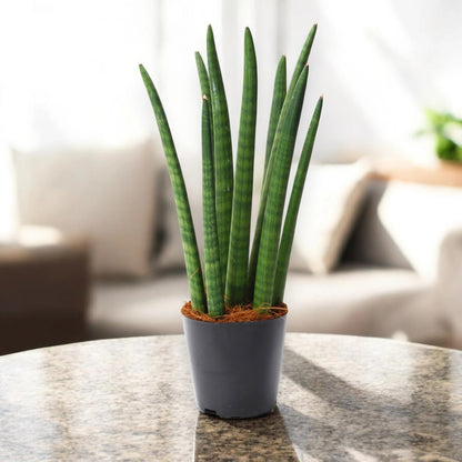 Dettaglio delle foglie tubolari carnose della Sansevieria cylindrica varietà Spaghetti