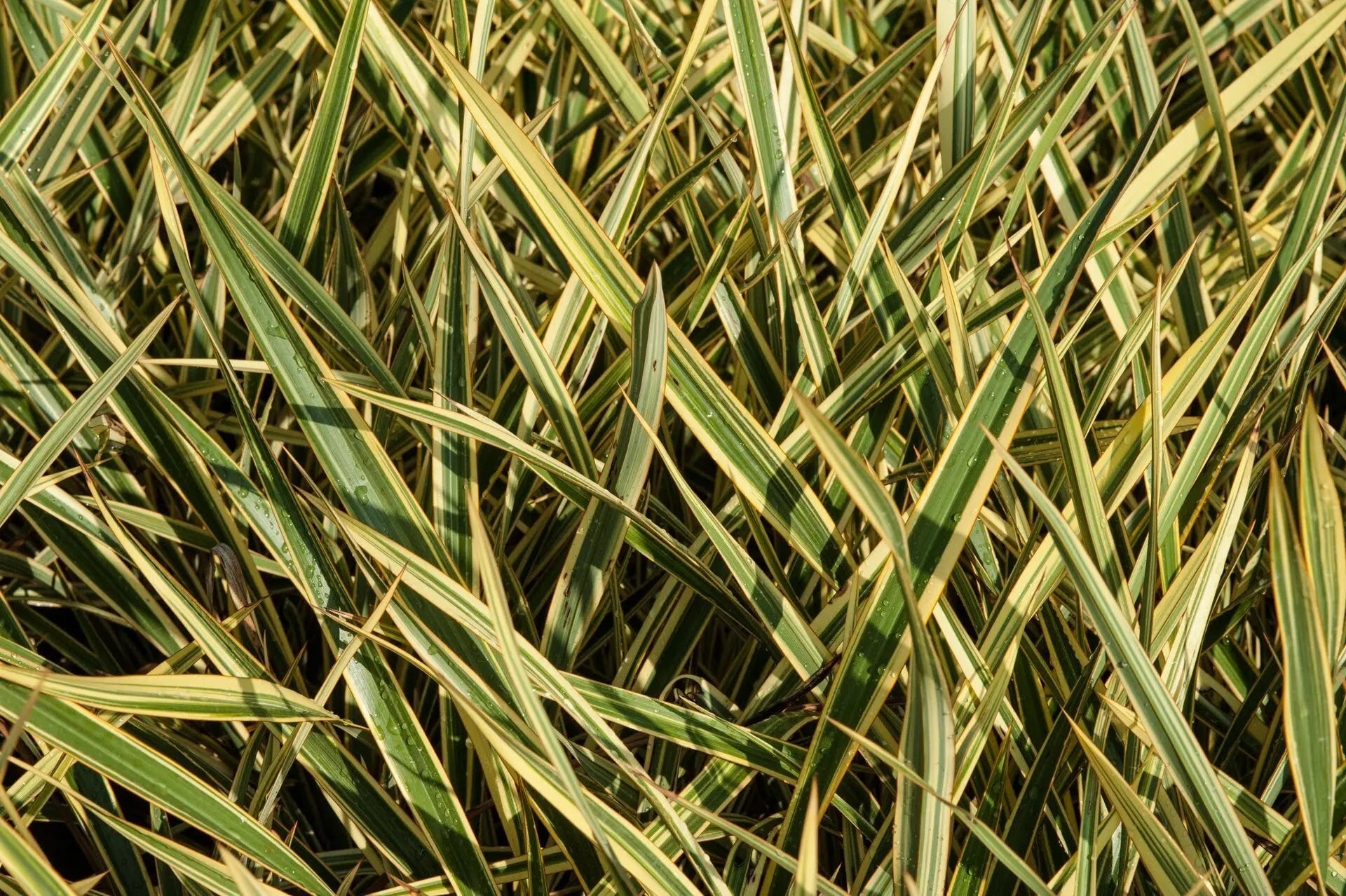 Phormium tenax