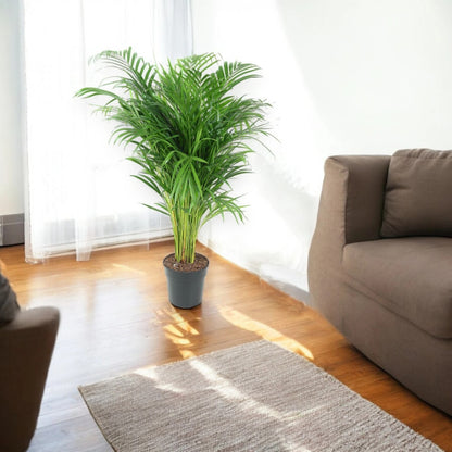 Areca - Dypsis lutescens
