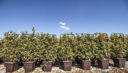 Elaeagnus ebbingei 'Viveleg'