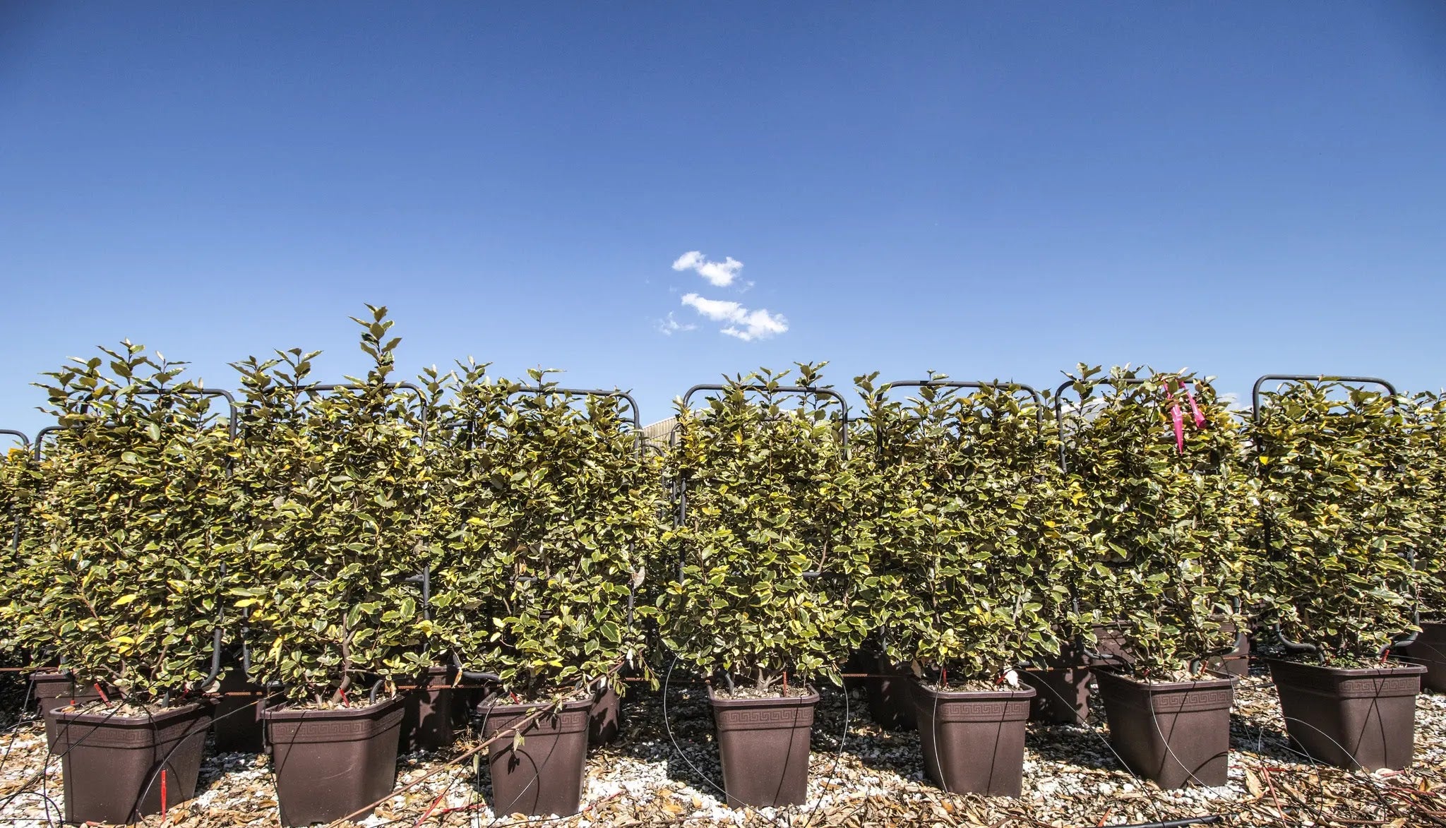 Elaeagnus × ebbingei