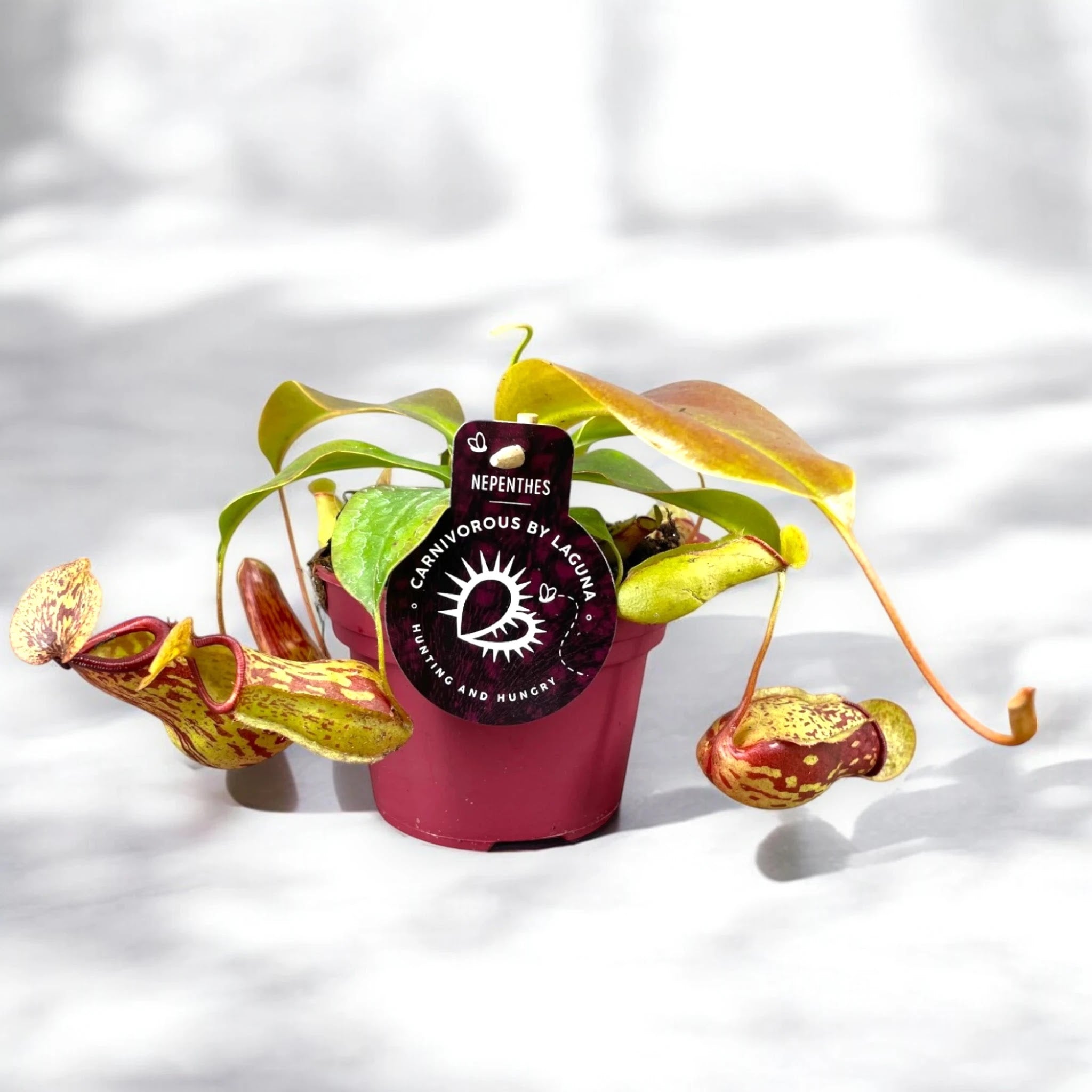 Nepenthes 'Gaya'