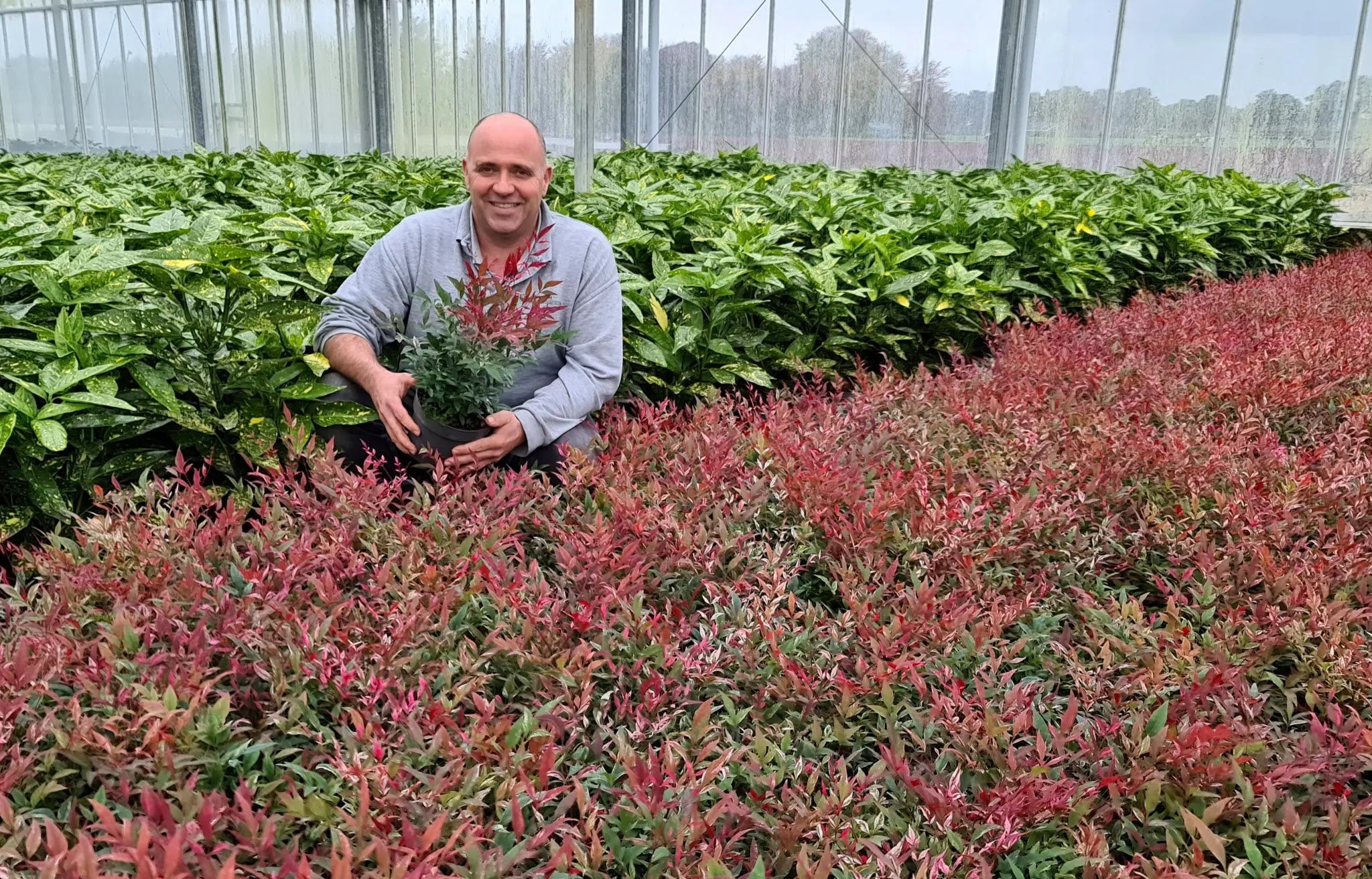 Nandina domestica