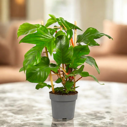 Philodendron squamiferum