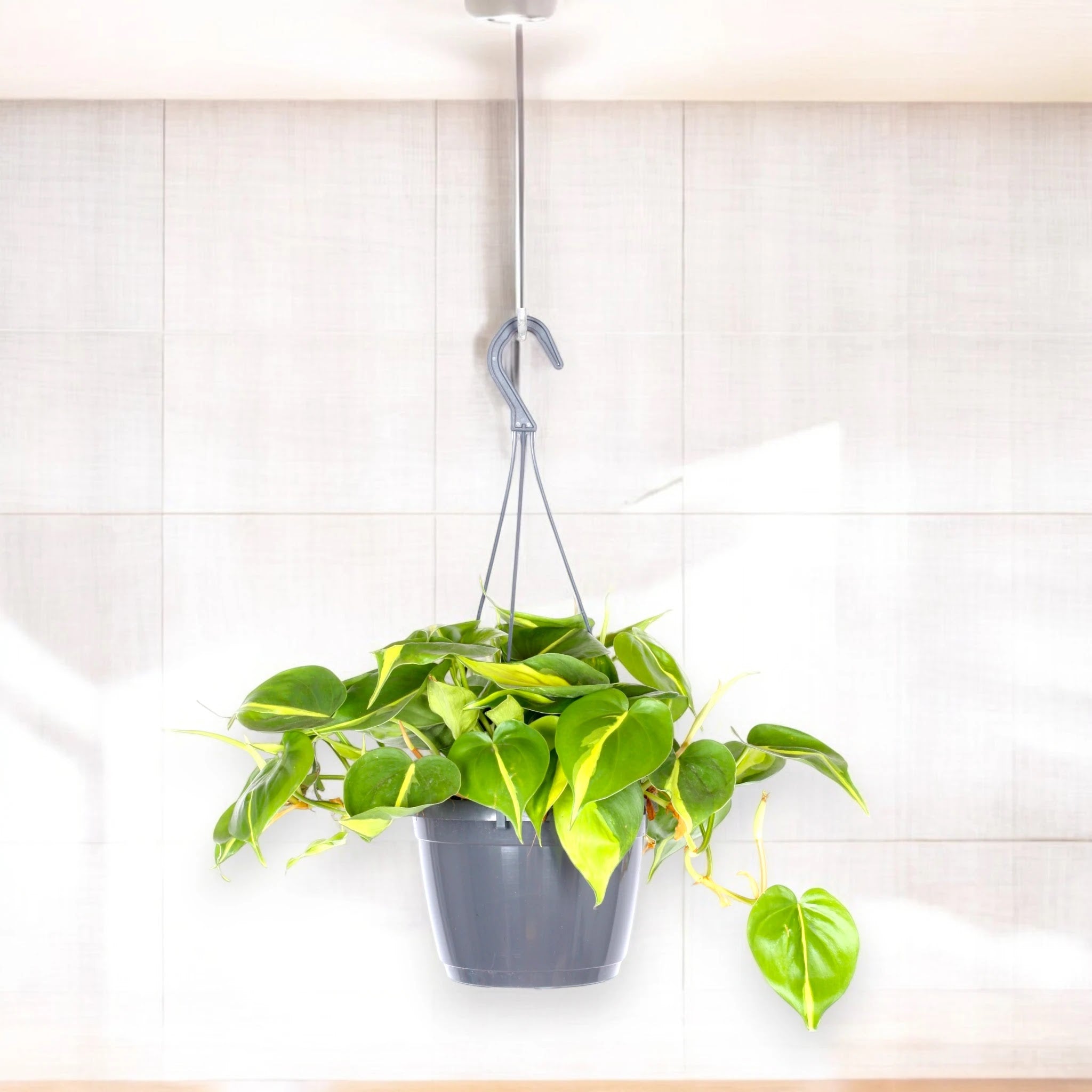 Philodendron scandens