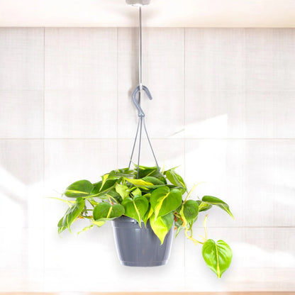 Philodendron scandens