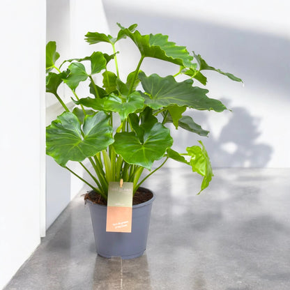 Philodendron bipinnatifidum 'Shangri-la'