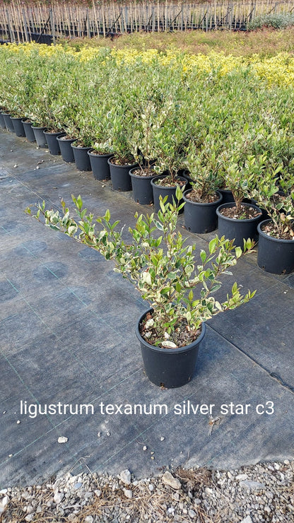 Ligustro - Ligustrum texanum