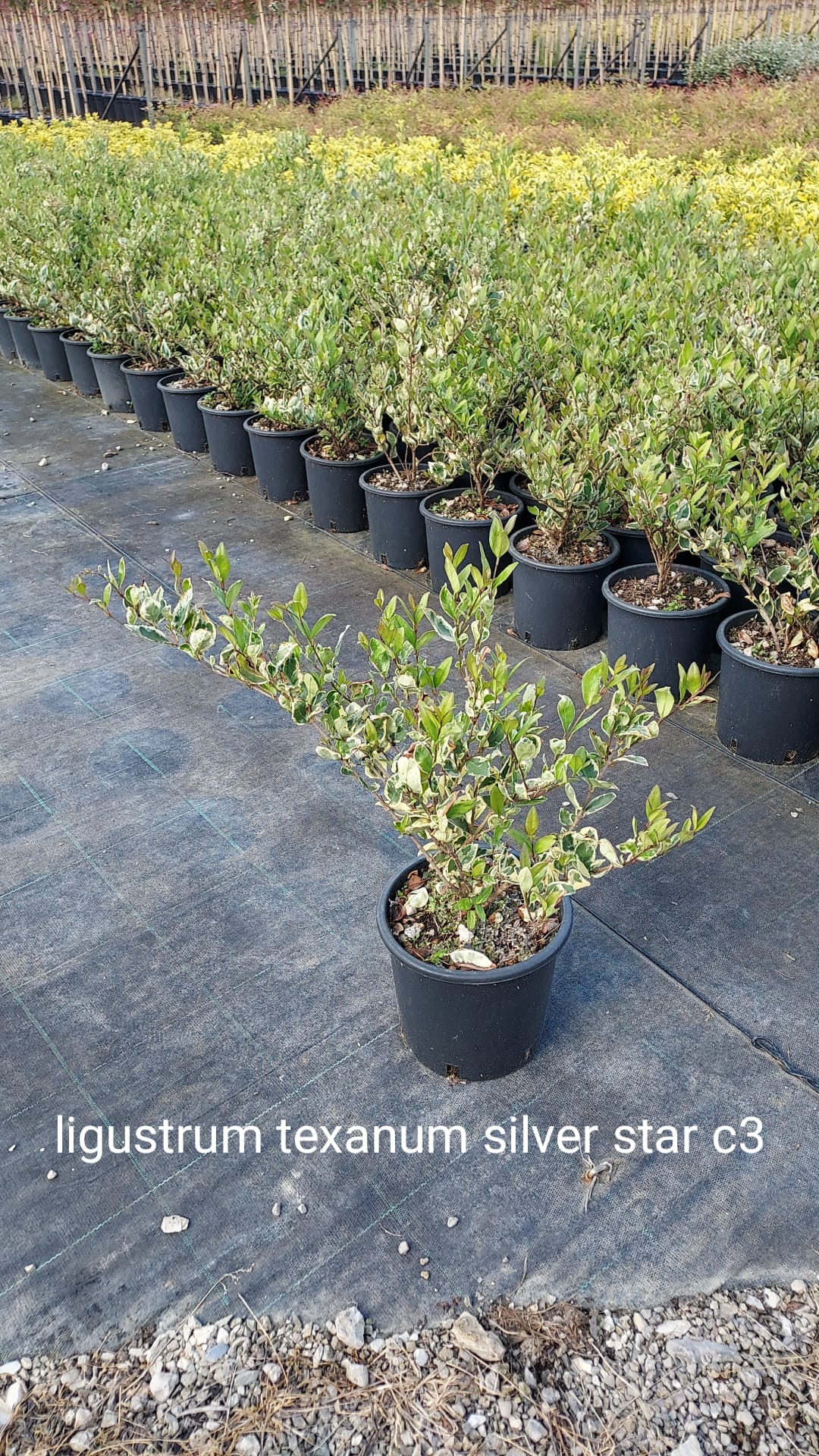 Dettaglio foglie lucide verde scuro e fiori bianchi profumati del Ligustro texanum Silver Star