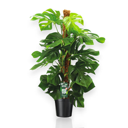 Monstera deliciosa