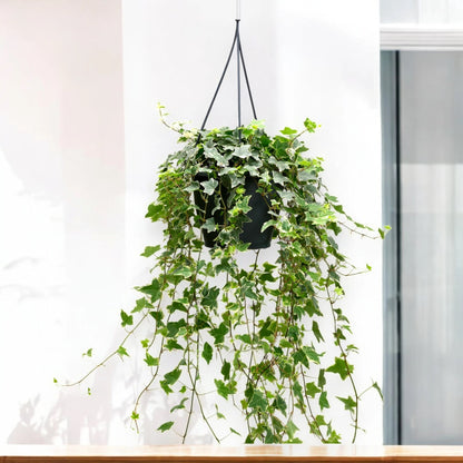 Edera - Hedera helix 'Eva'
