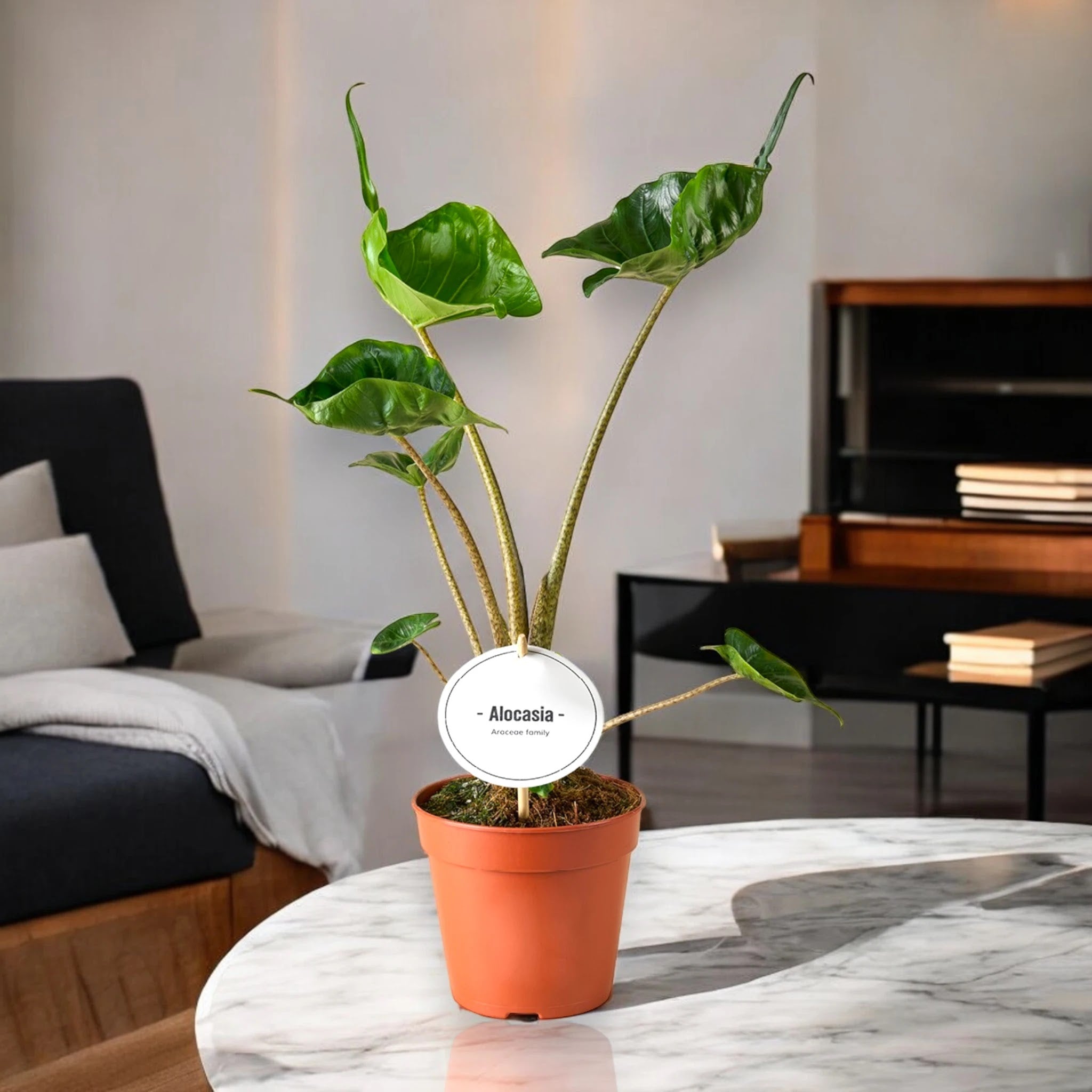 Alocasia stingray