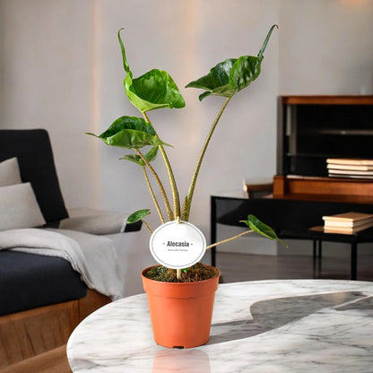 Alocasia stingray