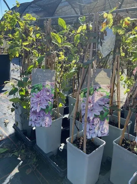 Dettaglio fiore grande Clematis Nelly Moser rosa pallido con striature rosa intense al centro