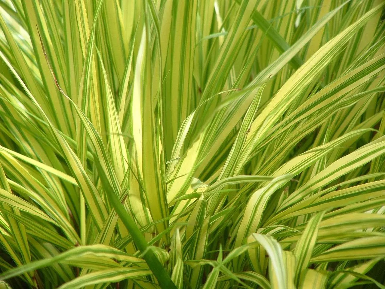 Hakonechloa macra Aureola con fogliame variegato giallo e verde in giardino ombreggiato