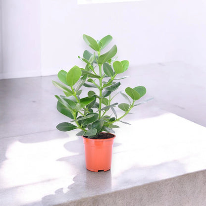 Clusia rosea