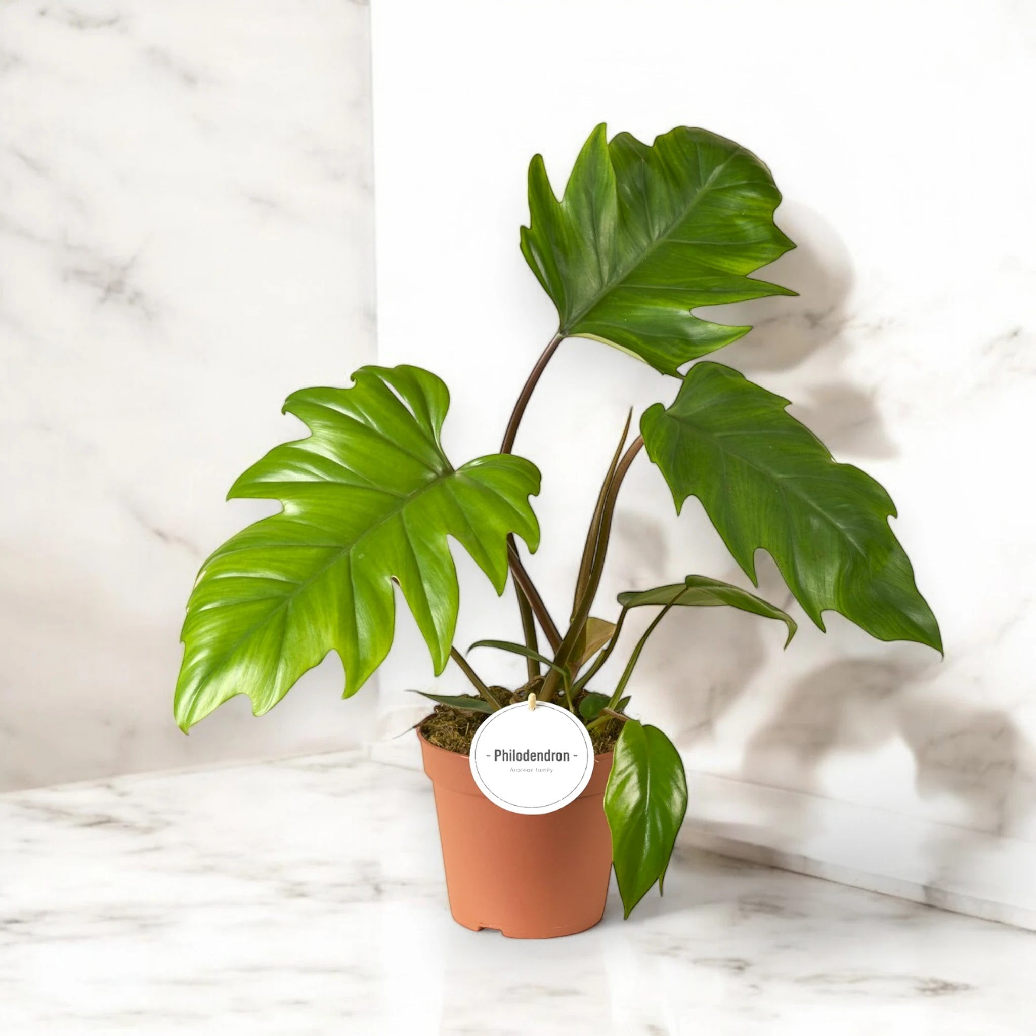 Philodendron 'Mayoi'
