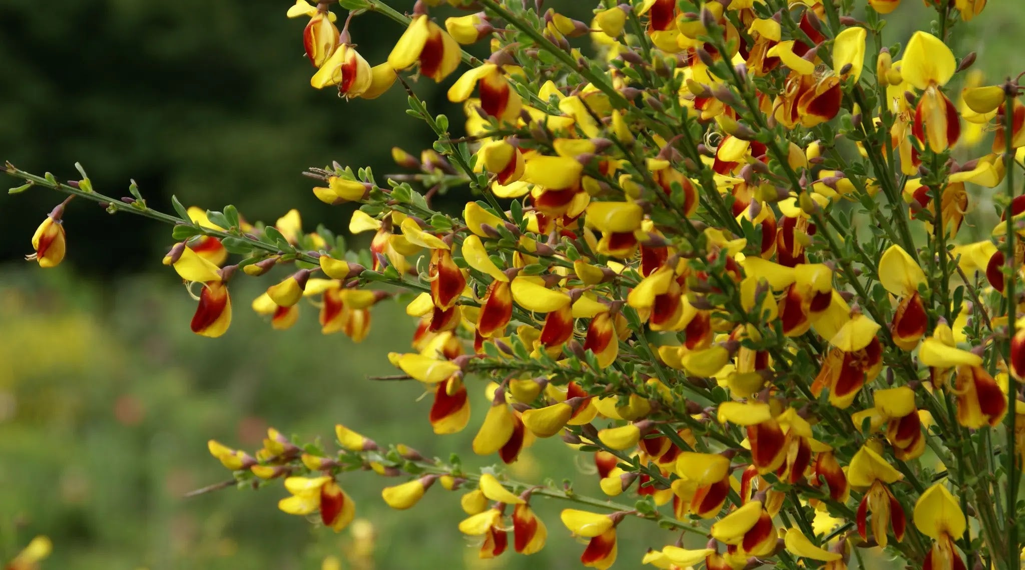 Cytisus scoparius
