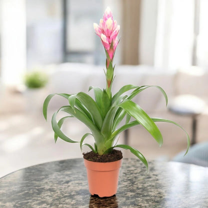 Dettaglio delle brattee colorate e rosetta fogliare di Guzmania 'Candy', bromelia decorativa