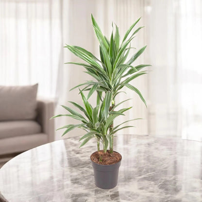 Dracaena fragrans 'Warneckei'