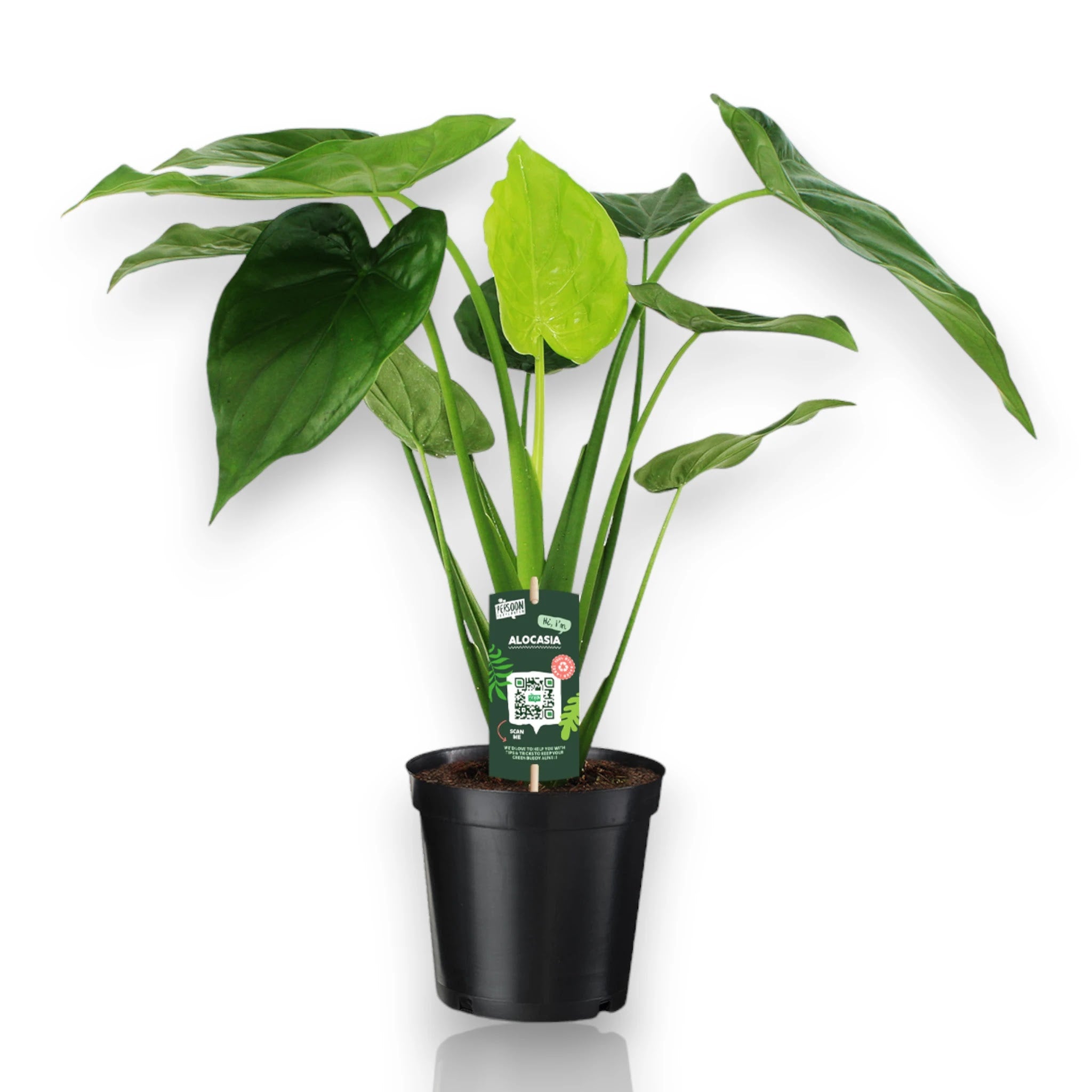Alocasia cucullata
