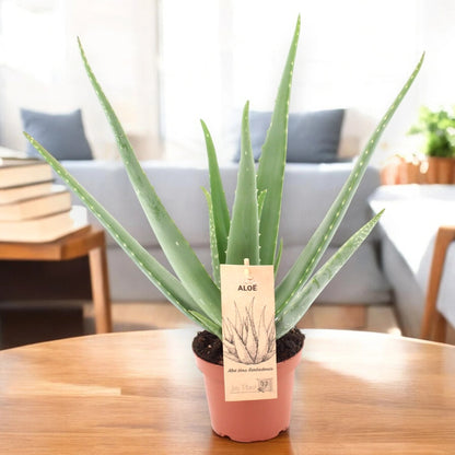 Aloe vera