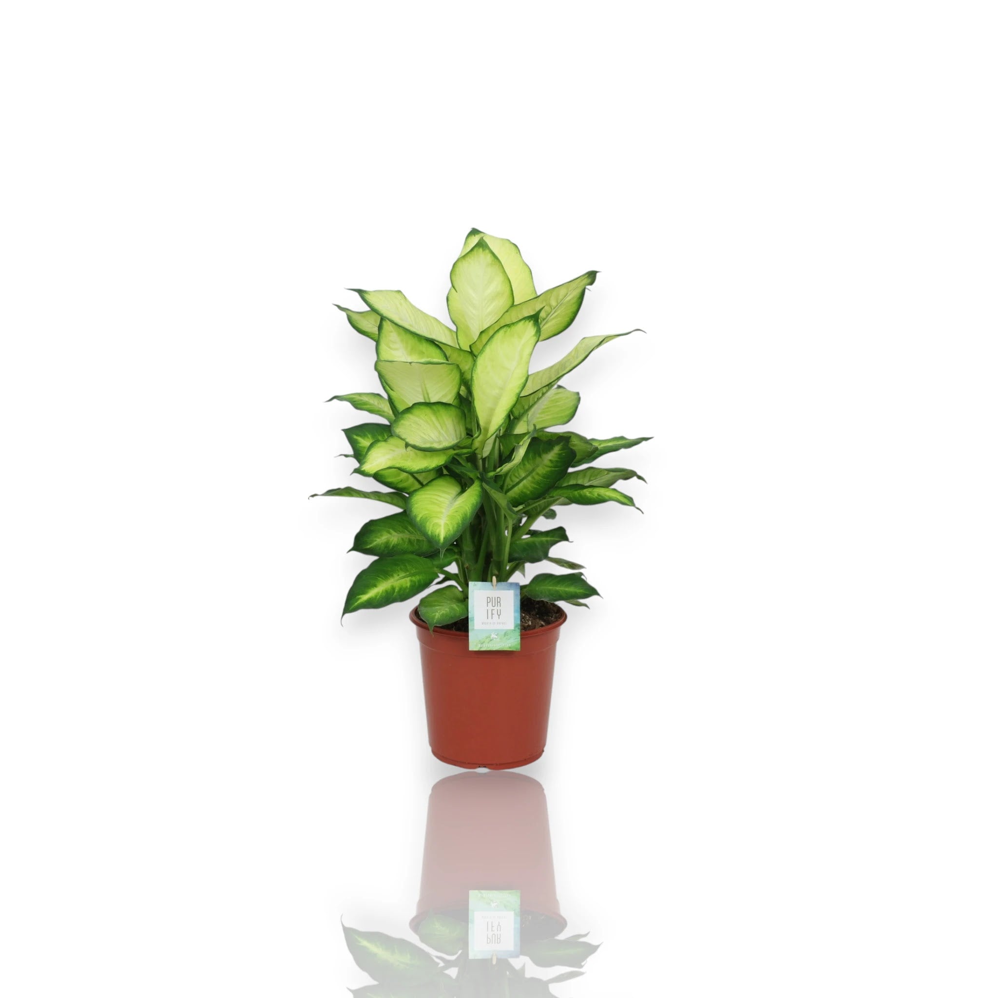 Dieffenbachia 'Summer style'