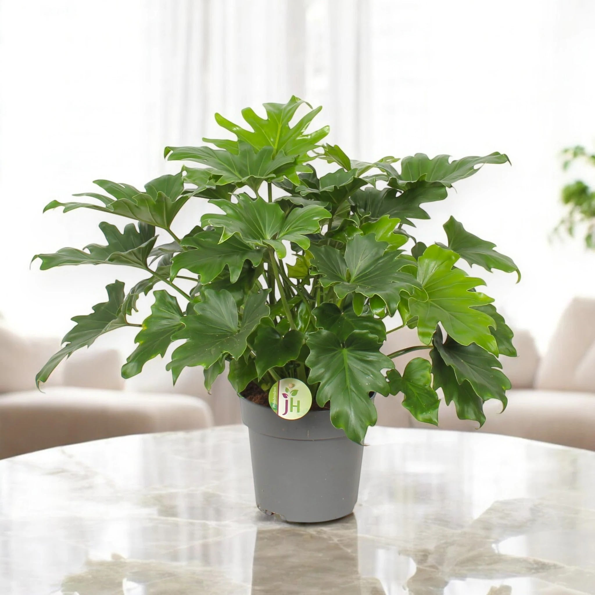 Philodendron bipinnatifidum 'Little Hope'