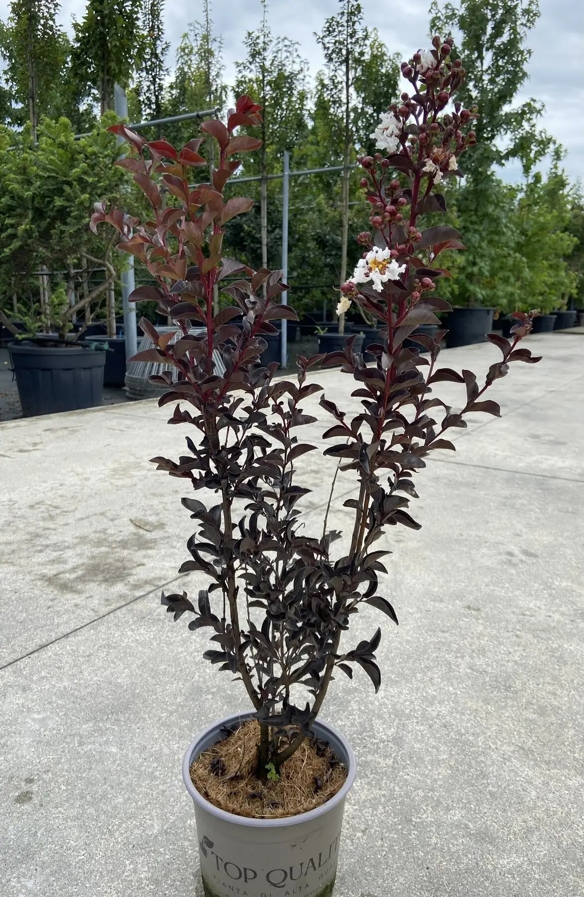 Dettaglio fiori bianchi crespi e foglie rosso scuro di Lagerstroemia Black Solitaire Pure White