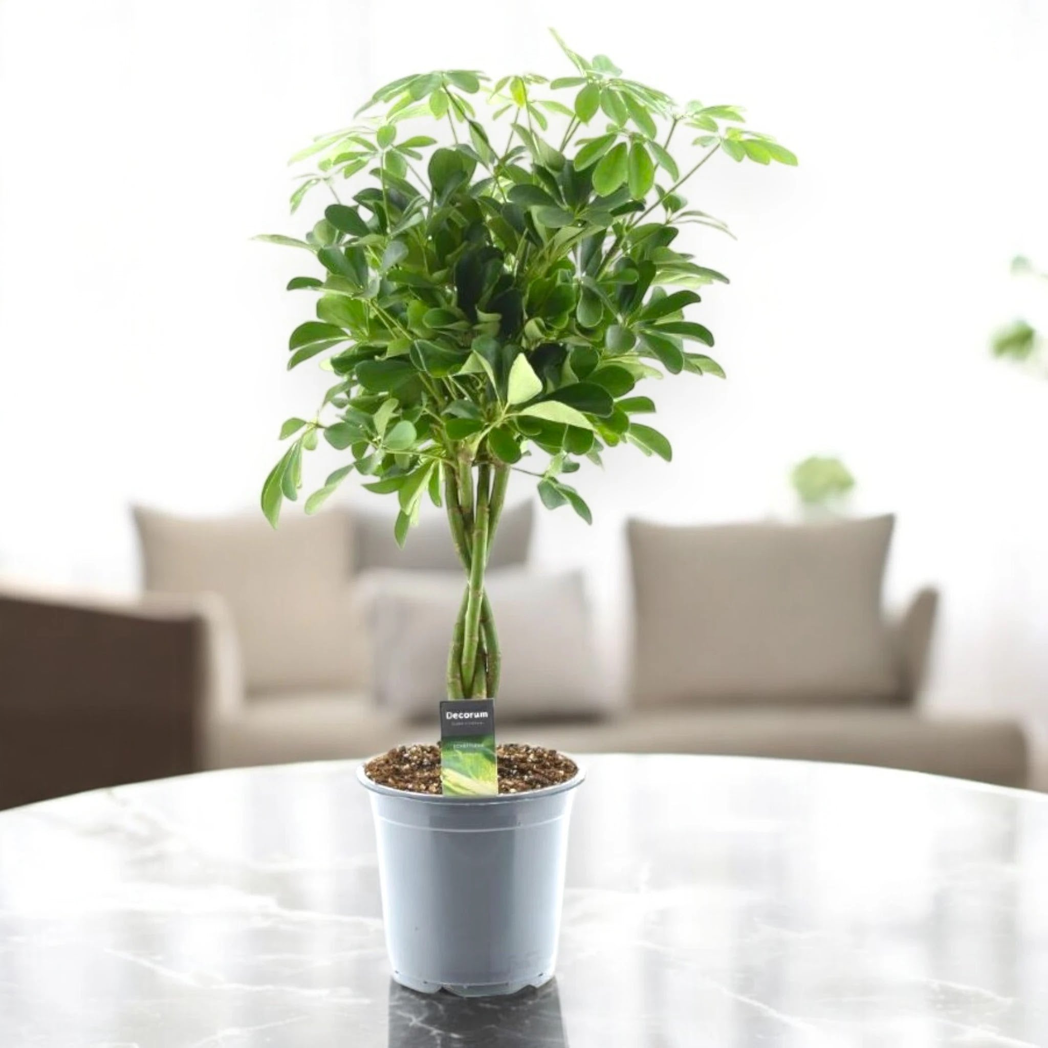 Schefflera arboricola 'Compacta'