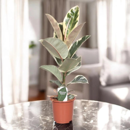 Ficus elastica 'Tineke'