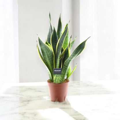 Sansevieria trifasciata 'Futura Superba'