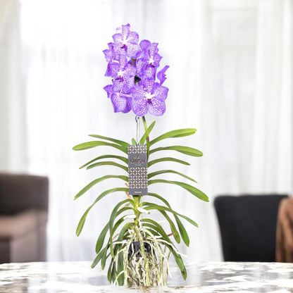 Vanda 'Light Blue'