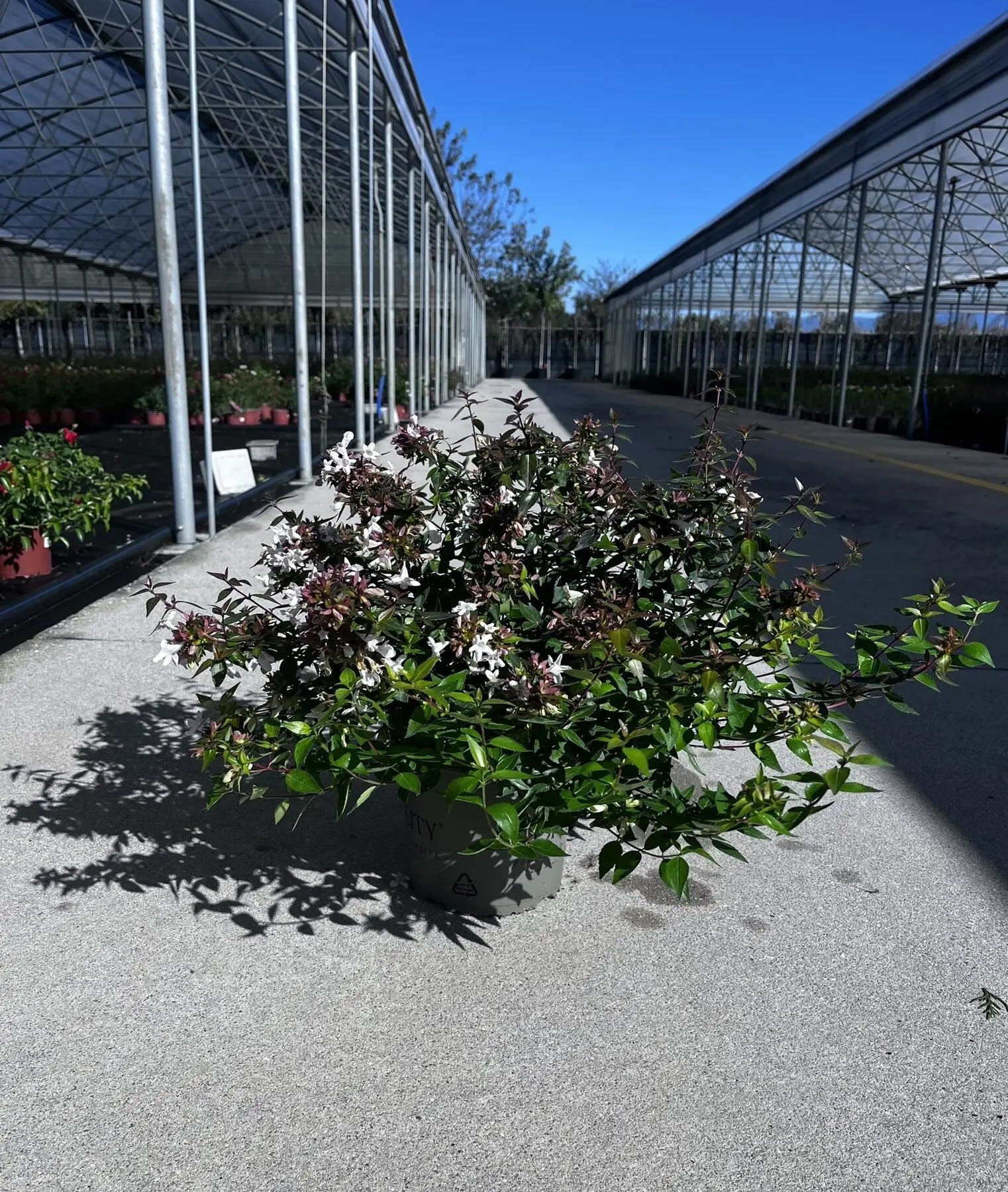 Abelia grandiflora