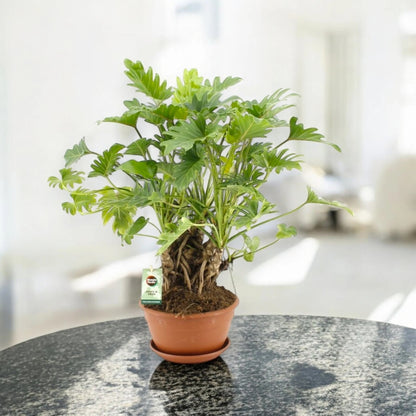 Philodendron 'Xanadu'
