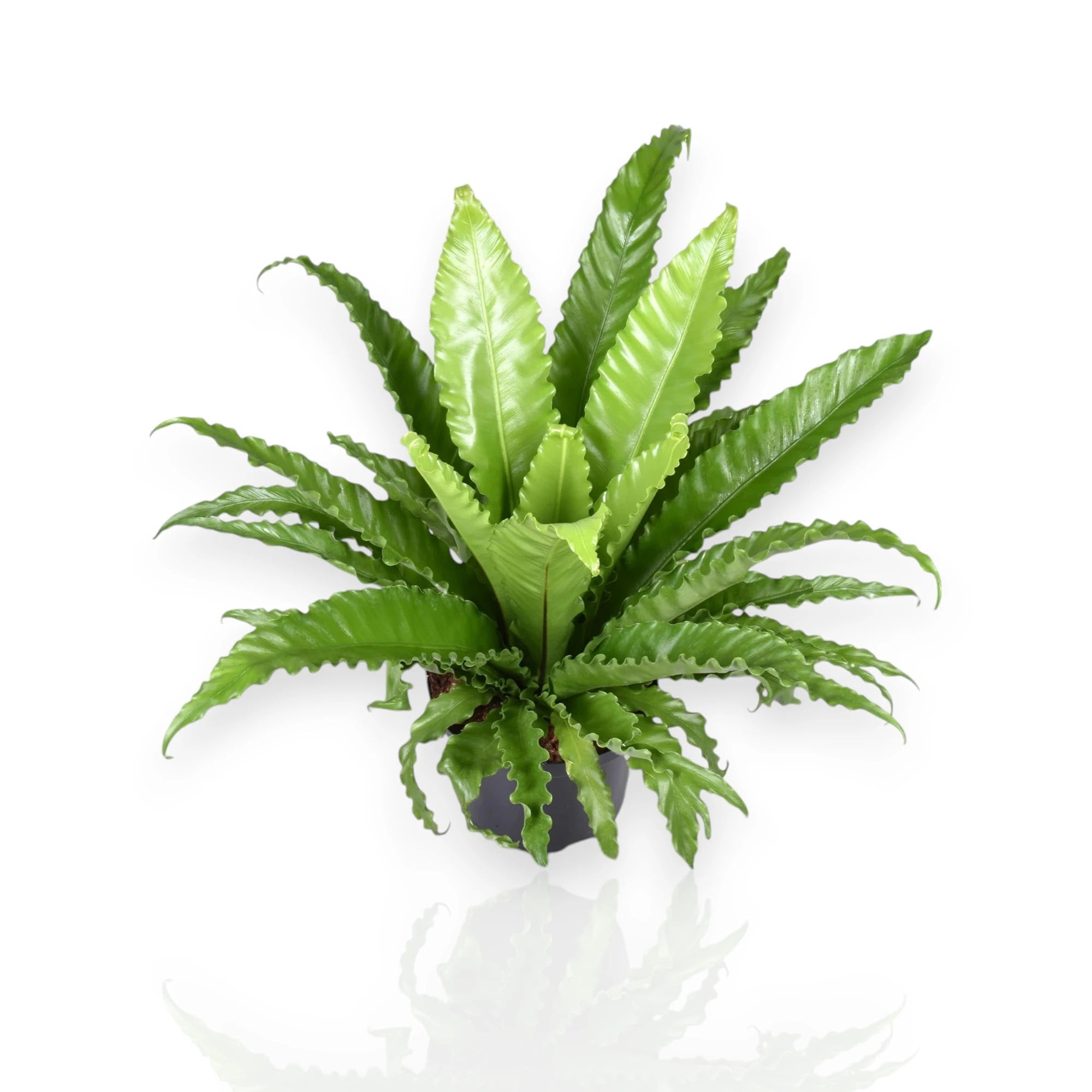 Asplenium antiquum