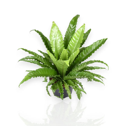 Asplenium antiquum 'Osaka'