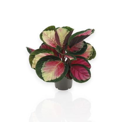 Calathea roseopicta Rosy in vaso con foglie verdi e sfumature rosa in ambiente moderno