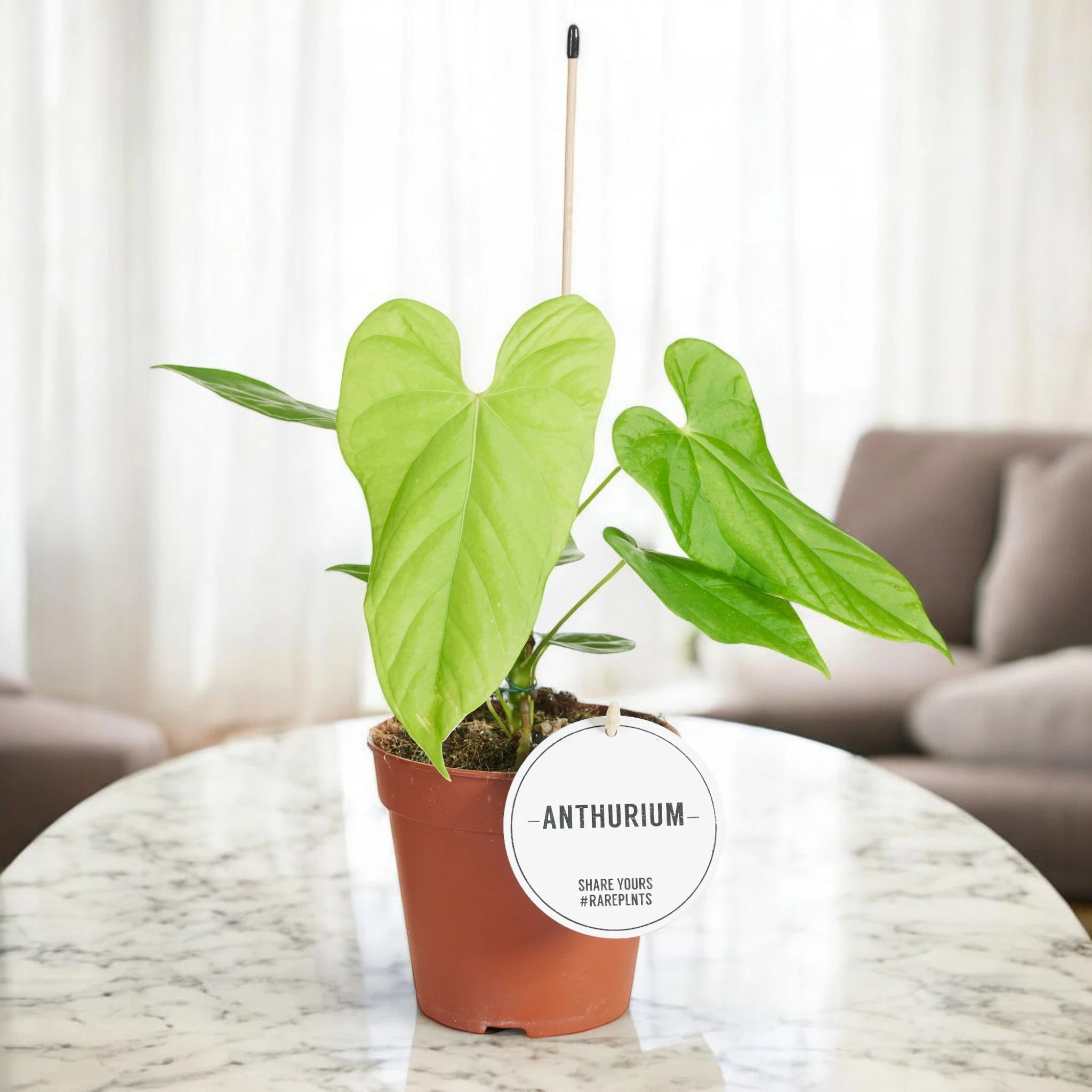 Anthurium 'Balaloanum'